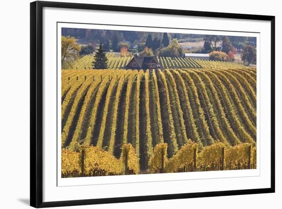 Oregon Vineyard-Donald Paulson-Framed Giclee Print