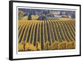 Oregon Vineyard-Donald Paulson-Framed Giclee Print