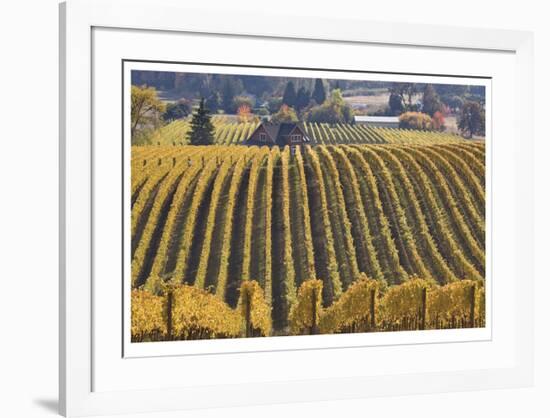 Oregon Vineyard-Donald Paulson-Framed Giclee Print