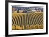 Oregon Vineyard-Donald Paulson-Framed Giclee Print