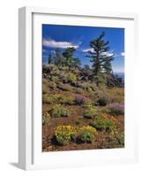 Oregon, Wallowa-Whitman NF. Yellow Eriogonum and Penstemon-Steve Terrill-Framed Photographic Print