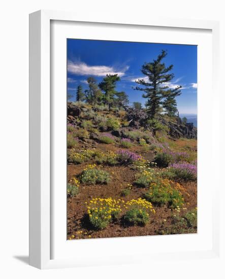 Oregon, Wallowa-Whitman NF. Yellow Eriogonum and Penstemon-Steve Terrill-Framed Photographic Print