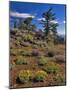 Oregon, Wallowa-Whitman NF. Yellow Eriogonum and Penstemon-Steve Terrill-Mounted Photographic Print