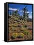 Oregon, Wallowa-Whitman NF. Yellow Eriogonum and Penstemon-Steve Terrill-Framed Stretched Canvas