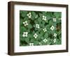 Oregon, Willamette National Forest. Bunchberry (Cornus canadensis) in bloom near the Roaring River.-John Barger-Framed Photographic Print