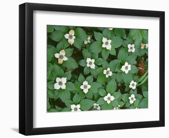 Oregon, Willamette National Forest. Bunchberry (Cornus canadensis) in bloom near the Roaring River.-John Barger-Framed Photographic Print