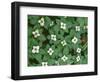Oregon, Willamette National Forest. Bunchberry (Cornus canadensis) in bloom near the Roaring River.-John Barger-Framed Photographic Print