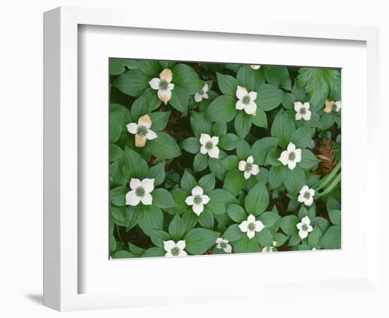 Oregon, Willamette National Forest. Bunchberry (Cornus canadensis) in bloom near the Roaring River.-John Barger-Framed Photographic Print