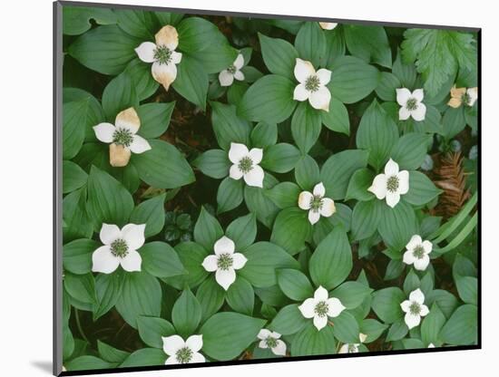 Oregon, Willamette National Forest. Bunchberry (Cornus canadensis) in bloom near the Roaring River.-John Barger-Mounted Photographic Print