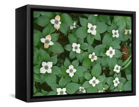 Oregon, Willamette National Forest. Bunchberry (Cornus canadensis) in bloom near the Roaring River.-John Barger-Framed Stretched Canvas