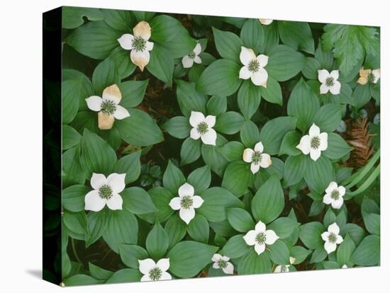 Oregon, Willamette National Forest. Bunchberry (Cornus canadensis) in bloom near the Roaring River.-John Barger-Stretched Canvas