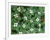 Oregon, Willamette National Forest. Bunchberry (Cornus canadensis) in bloom near the Roaring River.-John Barger-Framed Photographic Print