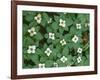 Oregon, Willamette National Forest. Bunchberry (Cornus canadensis) in bloom near the Roaring River.-John Barger-Framed Photographic Print