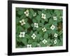 Oregon, Willamette National Forest. Bunchberry (Cornus canadensis) in bloom near the Roaring River.-John Barger-Framed Photographic Print