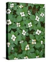 Oregon. Willamette National Forest, bunchberry (Cornus canadensis) in bloom near the Roaring River.-John Barger-Stretched Canvas