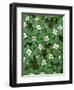 Oregon. Willamette National Forest, bunchberry (Cornus canadensis) in bloom near the Roaring River.-John Barger-Framed Photographic Print