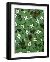 Oregon. Willamette National Forest, bunchberry (Cornus canadensis) in bloom near the Roaring River.-John Barger-Framed Photographic Print
