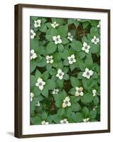 Oregon. Willamette National Forest, bunchberry (Cornus canadensis) in bloom near the Roaring River.-John Barger-Framed Photographic Print
