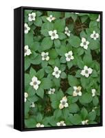 Oregon. Willamette National Forest, bunchberry (Cornus canadensis) in bloom near the Roaring River.-John Barger-Framed Stretched Canvas