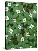 Oregon. Willamette National Forest, bunchberry (Cornus canadensis) in bloom near the Roaring River.-John Barger-Stretched Canvas