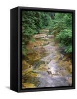 Oregon. Willamette National Forest, conifers and alders line banks of Soda Creek in early summer.-John Barger-Framed Stretched Canvas