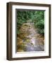 Oregon. Willamette National Forest, conifers and alders line banks of Soda Creek in early summer.-John Barger-Framed Photographic Print
