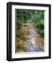 Oregon. Willamette National Forest, conifers and alders line banks of Soda Creek in early summer.-John Barger-Framed Photographic Print