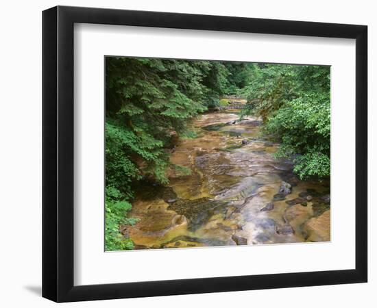 Oregon. Willamette National Forest, conifers and alders line banks of Soda Creek in early summer.-John Barger-Framed Photographic Print