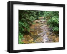 Oregon. Willamette National Forest, conifers and alders line banks of Soda Creek in early summer.-John Barger-Framed Photographic Print