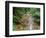 Oregon. Willamette National Forest, conifers and alders line banks of Soda Creek in early summer.-John Barger-Framed Photographic Print