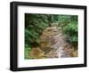 Oregon. Willamette National Forest, conifers and alders line banks of Soda Creek in early summer.-John Barger-Framed Photographic Print