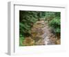 Oregon. Willamette National Forest, conifers and alders line banks of Soda Creek in early summer.-John Barger-Framed Photographic Print