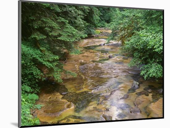 Oregon. Willamette National Forest, conifers and alders line banks of Soda Creek in early summer.-John Barger-Mounted Photographic Print