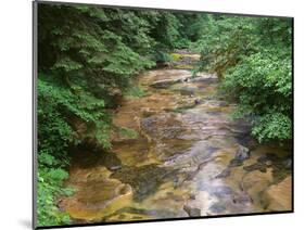 Oregon. Willamette National Forest, conifers and alders line banks of Soda Creek in early summer.-John Barger-Mounted Photographic Print