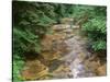 Oregon. Willamette National Forest, conifers and alders line banks of Soda Creek in early summer.-John Barger-Stretched Canvas