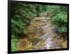 Oregon. Willamette National Forest, conifers and alders line banks of Soda Creek in early summer.-John Barger-Framed Photographic Print