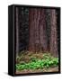 Oregon. Willamette NF, large trunk of old growth Douglas fir and forest floor with vanilla leaf.-John Barger-Framed Stretched Canvas