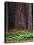 Oregon. Willamette NF, large trunk of old growth Douglas fir and forest floor with vanilla leaf.-John Barger-Stretched Canvas