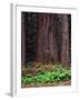 Oregon. Willamette NF, large trunk of old growth Douglas fir and forest floor with vanilla leaf.-John Barger-Framed Photographic Print