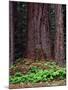 Oregon. Willamette NF, large trunk of old growth Douglas fir and forest floor with vanilla leaf.-John Barger-Mounted Photographic Print