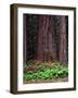 Oregon. Willamette NF, large trunk of old growth Douglas fir and forest floor with vanilla leaf.-John Barger-Framed Photographic Print