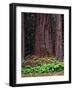 Oregon. Willamette NF, large trunk of old growth Douglas fir and forest floor with vanilla leaf.-John Barger-Framed Photographic Print