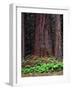 Oregon. Willamette NF, large trunk of old growth Douglas fir and forest floor with vanilla leaf.-John Barger-Framed Photographic Print