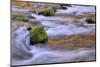 Oregon, Willamette NF. Mckenzie River Flowing over Moss-Covered Rocks-Steve Terrill-Mounted Photographic Print