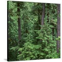 Oregon. Willamette NF, Middle Santiam Wilderness, Old-growth forest with large Douglas fir-John Barger-Stretched Canvas