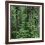 Oregon. Willamette NF, Middle Santiam Wilderness, Old-growth forest with large Douglas fir-John Barger-Framed Premium Photographic Print