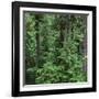 Oregon. Willamette NF, Middle Santiam Wilderness, Old-growth forest with large Douglas fir-John Barger-Framed Premium Photographic Print