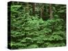 Oregon. Willamette NF, Middle Santiam Wilderness, spring growth of western hemlock-John Barger-Stretched Canvas