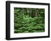 Oregon. Willamette NF, Middle Santiam Wilderness, spring growth of western hemlock-John Barger-Framed Photographic Print