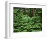 Oregon. Willamette NF, Middle Santiam Wilderness, spring growth of western hemlock-John Barger-Framed Photographic Print